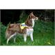 Leuchtweste Hund LED XL | Bild 2