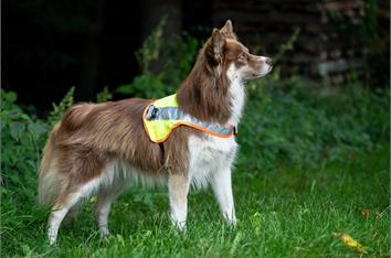 Leuchtweste Hund LED