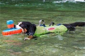 Harnais pour chien réglable